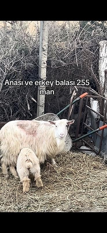 itlerin satisi ucuz: Sannen erkey bala ile buyrun Ana keçi və erkək balası birlikdə — 2