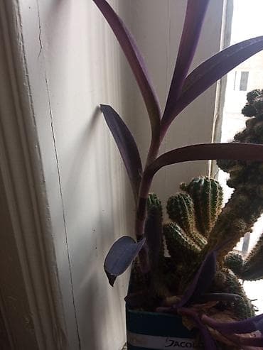 ev kaktusu: Otaq bitkiləri kolleksiyası – bir neçə növ bir yerdə. - — 4