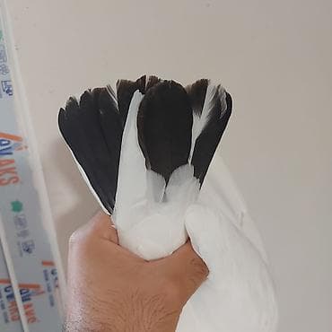 gence quşlar: Baladan qalxma qara quyruq repis göyərçindi . Tam sağlam — 6
