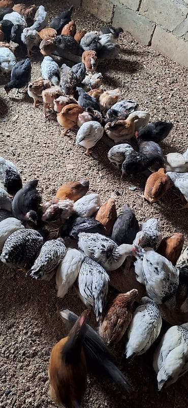 yumurtayan toyuqlar: Toyuq cücələri, Damazlıq — 10