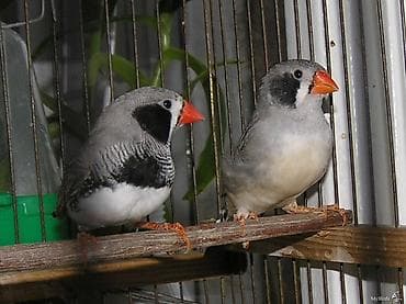 2 ayliq cuceler: Zebra amadin. Böyük növüdür. 1 cütü 40 azn. Qəfəs və yuva qarışıq — 5