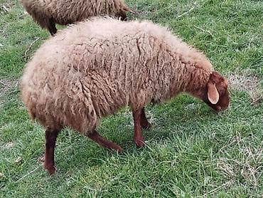 zaqatalada keci satilir: Qoyun – yerli cins, qəhvəyi rəngli, uzun və sıx yunlu. - Məqsəd: ət — 3
