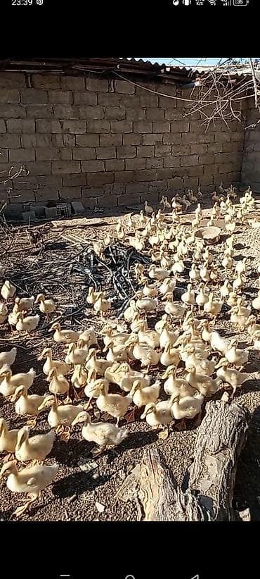 K/t heyvanları və malları: Kuban ördəklər tam sağlamdır . Çox alana qiymətdə endirim olacaq — 2