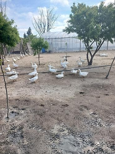 ordək satışı: Satılır: ağ Pekin ördəkləri sürüsü - Növ: Pekin (əsasən ağ rəng — 3