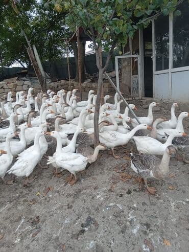 xacmazda satilan inekler: Linda, Kuban qaz sürüsü satılır sağlam, ətliy, damazlıq. 5 aylığ — 3