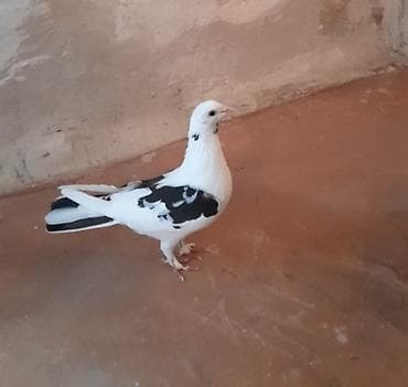 goyercin satisi 2019: Tutulma maya — 2