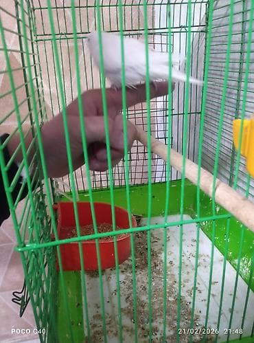 Digər heyvanlar: Korella 50 azn papuqay 15 azn Nimfa (cockatiel) cütlüyü və qəfəs dəsti — 4