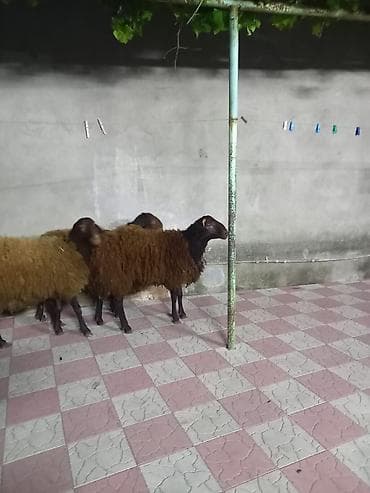 ev sicani: Qoyunlar – yerli cins, qəhvəyi/qum rəngli yunluqla. - Say: şəkillərdə — 1