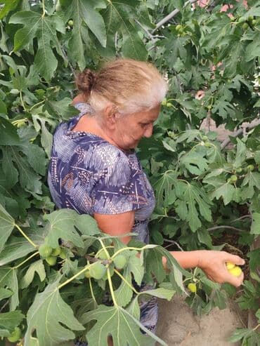 əncir qurusu: Pirşaĝı quru enciri. Yayda Pirşaĝıda quruduruq. Kohne sovet krovatinda — 6