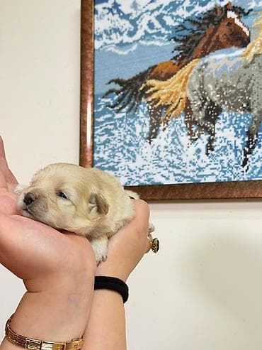 poodle satışı: Pudel, Peyvəndli — 2