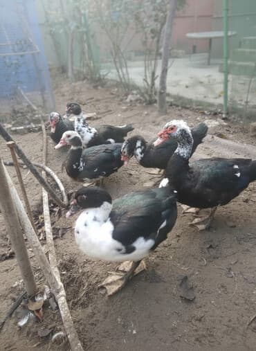 Erkəy lal őrdək satılır 10 ədəddir 3kqdır