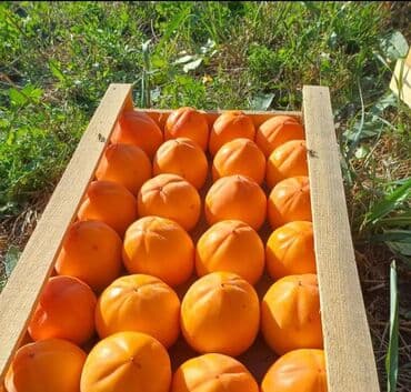 green pharma baku: Məhsul: Şəxsi tingçilik təsərrüfatında yetişdirilən meyvə tingləri — 17