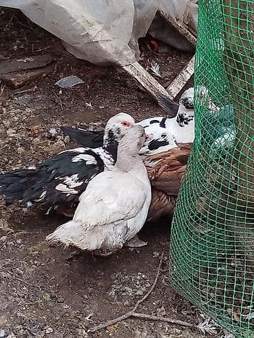 beyleqan sortu qoyun: Lal ördəklər satilir amerikan,yerli və başq növdə var qiymətlər — 5