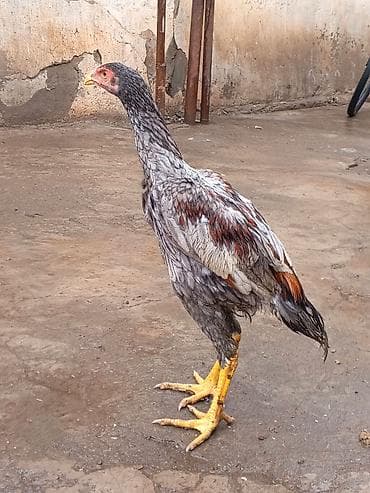 at satiram: Salam aleykum herkese heyratı becesı satlr cınsı turk du 4 aylıqdı — 1