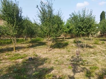 продается земельный участок: 24 sot, Kənd təsərrüfatı, Kupça (Çıxarış) — 3