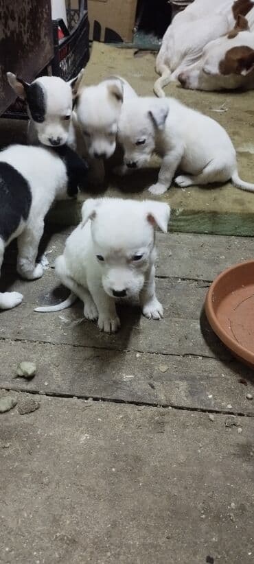 bala afcarka: Pitbul, 1 ay, Ünvandan götürmə — 5