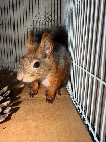 Птицы: Dələ baladi satilir🐿️🐿️ — 2