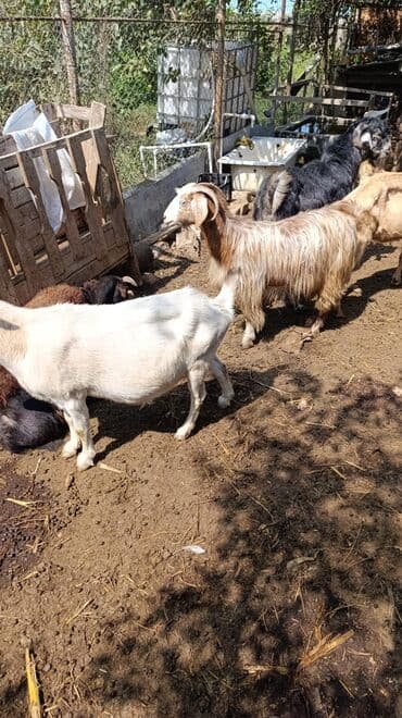 cins ineklerin qiymeti: Məhsul: Keçilər satılır boğaz keçilər sudlü heyvanlardı Qiymət: 400 — 14