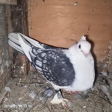 heyvanlara verilen xususi adlar: Cins göyərçinlər – başında “qıvrım/tac” tüklü, saqqallı və lələkli — 6