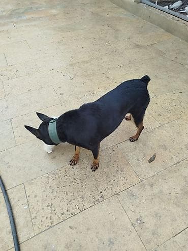 qurdbasar satisi: Doberman, 1 il, Dişi, Peyvəndli, Ödənişli çatdırılma — 3