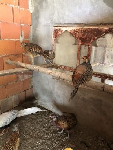 кольчатый попугай цена: Almaz qirqovular balalari — 4