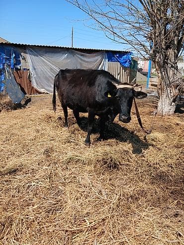 heleb kecileri satilir: Salam heyvan Ana baladi yaxsi erkek balasi var inek hundur inekdi — 6