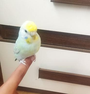 tutuquşu danışan: Məhsul: Dalmatian rəngli dalğalı papuqay (bajırıq) Təsvir: - Növ — 4