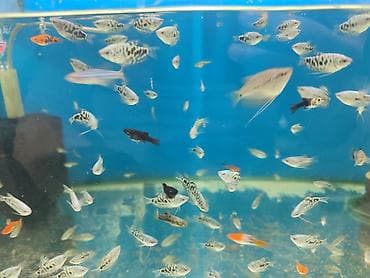 xasqi balaları: Danio, Sülhsevər — 4