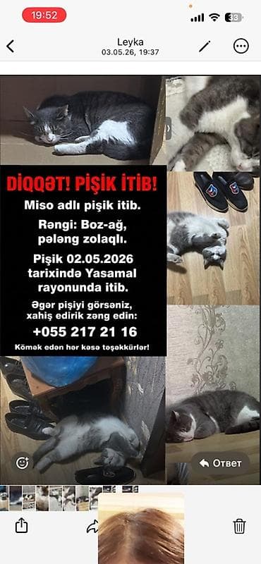Elan növü: İtkin ev heyvanı – pişik Təsvir: - Adı: Miso - Növü: Ev