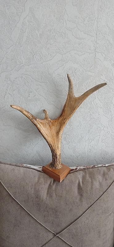 maral buynuzu: Dekorativ maral buynuzu natura - Təbii buynuz - Material: natura — 1