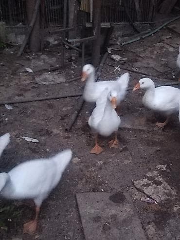 xaski gence: Ağ qazlar – təsərrüfat üçün - Cins: ağ yerli qaz (fotoşəkillərdə sürü — 2
