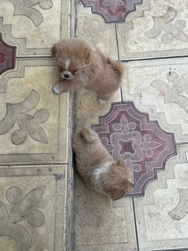 щенята в добрые руки: 2 месяца, С прививками — 3