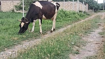 iri buynuzlu heyvan: Üçüncü qarına boğazdı ivanovka sortu təzə doğanda 20litr süd verir — 8