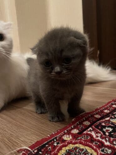 alisanın pişiyinin adı nə idi: Şotland yastı qulaq, Dişi, Yaxşı əllərə, Ünvandan götürmə, Ödənişli çatdırılma — 2