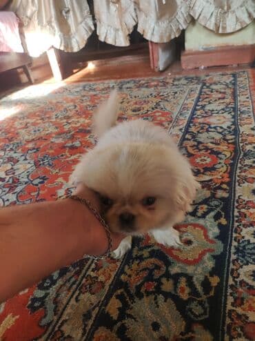 Akvariumlar: Pekines — 3