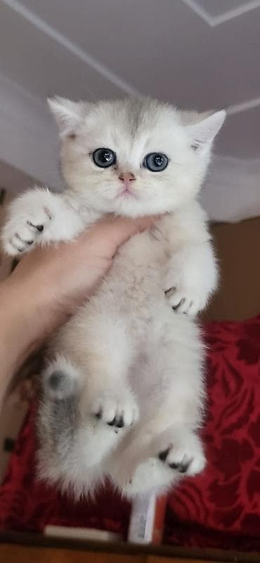 baliq yemi: Britan — 4