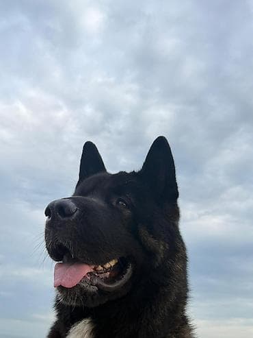 it satislari: Akita-inu, 4 il, Erkek, Sənədli, Ödənişli çatdırılma — 7