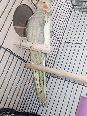 Cütdür Real alıcıya endirim olacaq 2 3 günə yumurtlayacaq Nimfa