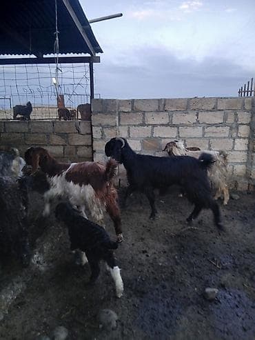 ingilis setteri itinin digər adı: 21 baş hələp keçisi 23 çəpiş kom satılır — 4