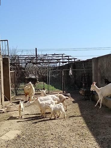 İtlər: Ağ rəngli keçilər və bala keçilər (oğlaqlar) - Cins: yerli süd — 6