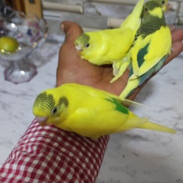 Iran Khodro: Məhsul: Dalmaçın və rəngli dalğalı dimdikli tutuquşular (budgerigar) — 2