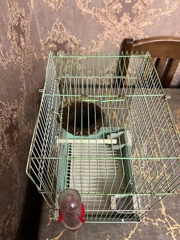 Gəmiricilər: Quş qəfəsi satılır. - Material: metal şəbəkə və möhkəm plastik altlıq — 1