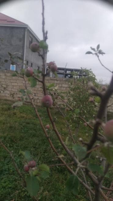 nardaran torpaq satilir: 6 sot, Tikinti, Maklerlər narahat etməsin, Kupça (Çıxarış) — 5