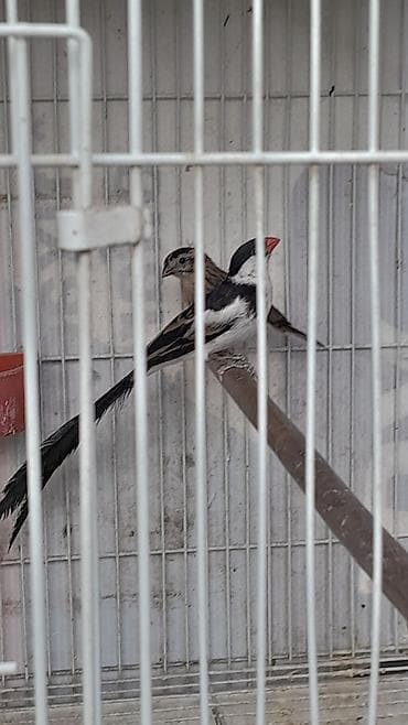 it yuvası satilir: Məhsul: Egzotik dekorativ quşlar cütlük Təsvir: - Növ: Uzun quyruqlu — 6