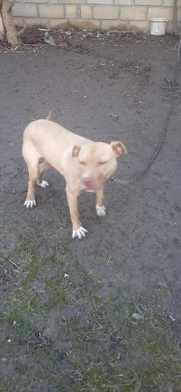 tap az pitbull: Pitbul, 6 ay, Erkek, Peyvəndli, Ünvandan götürmə — 3