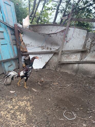 cins ineklerin qiymeti: Heyratilar satilir tergidirem deye ne heyvanim var hamsini satiram her — 7