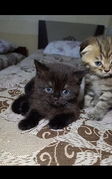 gencede heyvanlar: Britan, Dişi, Yaxşı əllərə, Ünvandan götürmə — 5