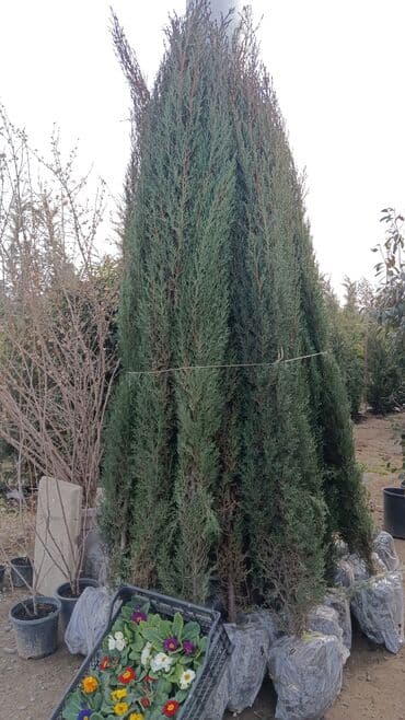 əhəng daşı satışı: Torf gubresinn satşi 2.50kepik çox olana endirim olacaq super — 10