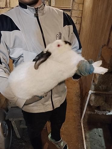 seki heyvan: 🐇 Velikan və Kaliforniya Dovşanları Satılır Təmiz qan xəttindən olan — 4