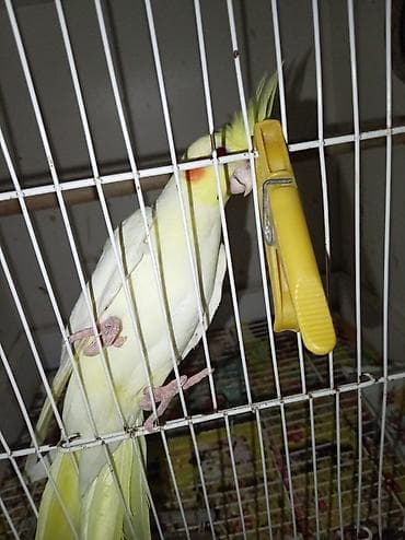 Птицы: Nymph (cockatiel) – sarı/albino rəng çaları - Gözəl sarı çalarlı ağ — 3